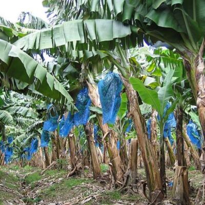 banana_plants_fruit