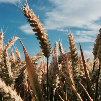 GRDC Grains Research Update event