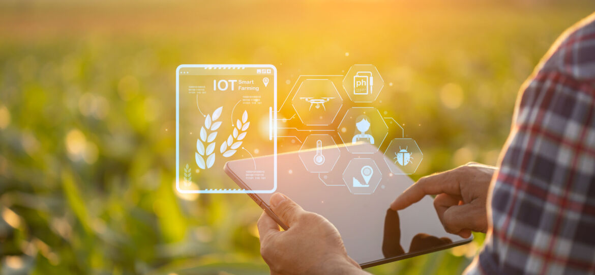 Farmer using digital tablet in corn crop cultivated field with s