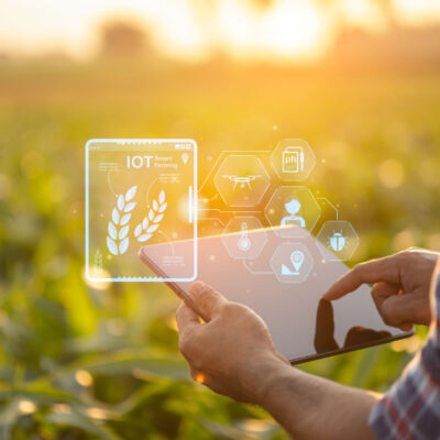 Farmer using digital tablet in corn crop cultivated field with s