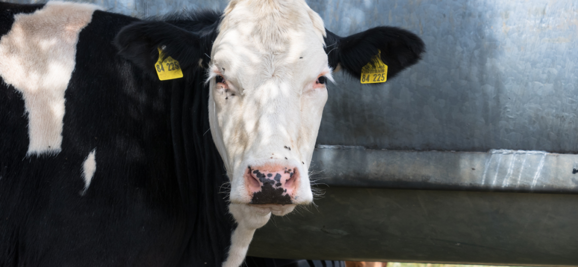 OpenGroundLivestockTransportTraceability