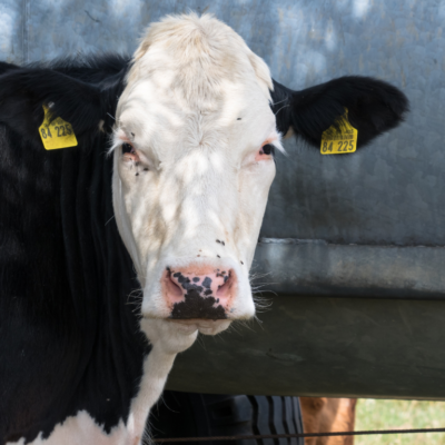 OpenGroundLivestockTransportTraceability